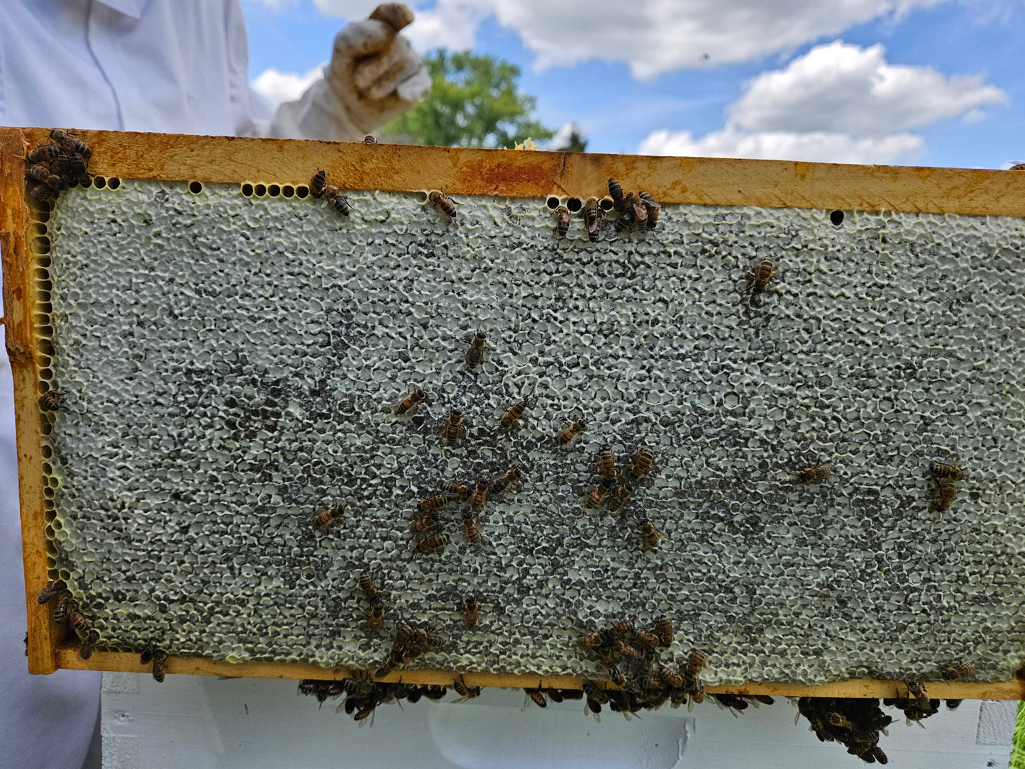 Wildflower Honey