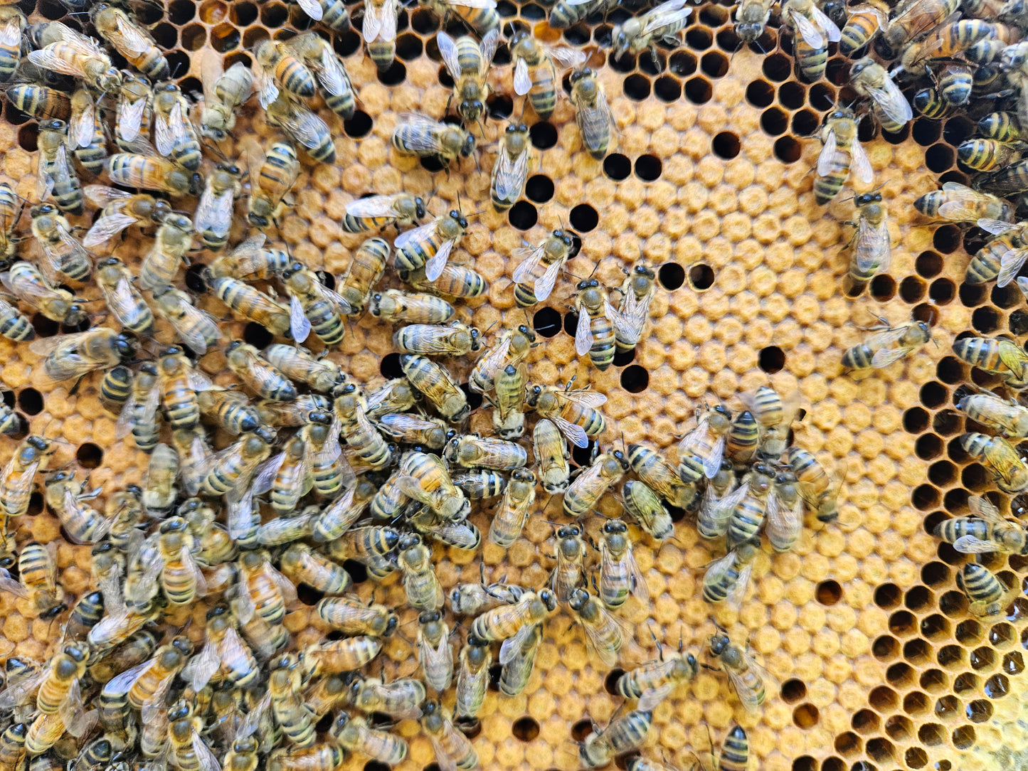 Wildflower Honey