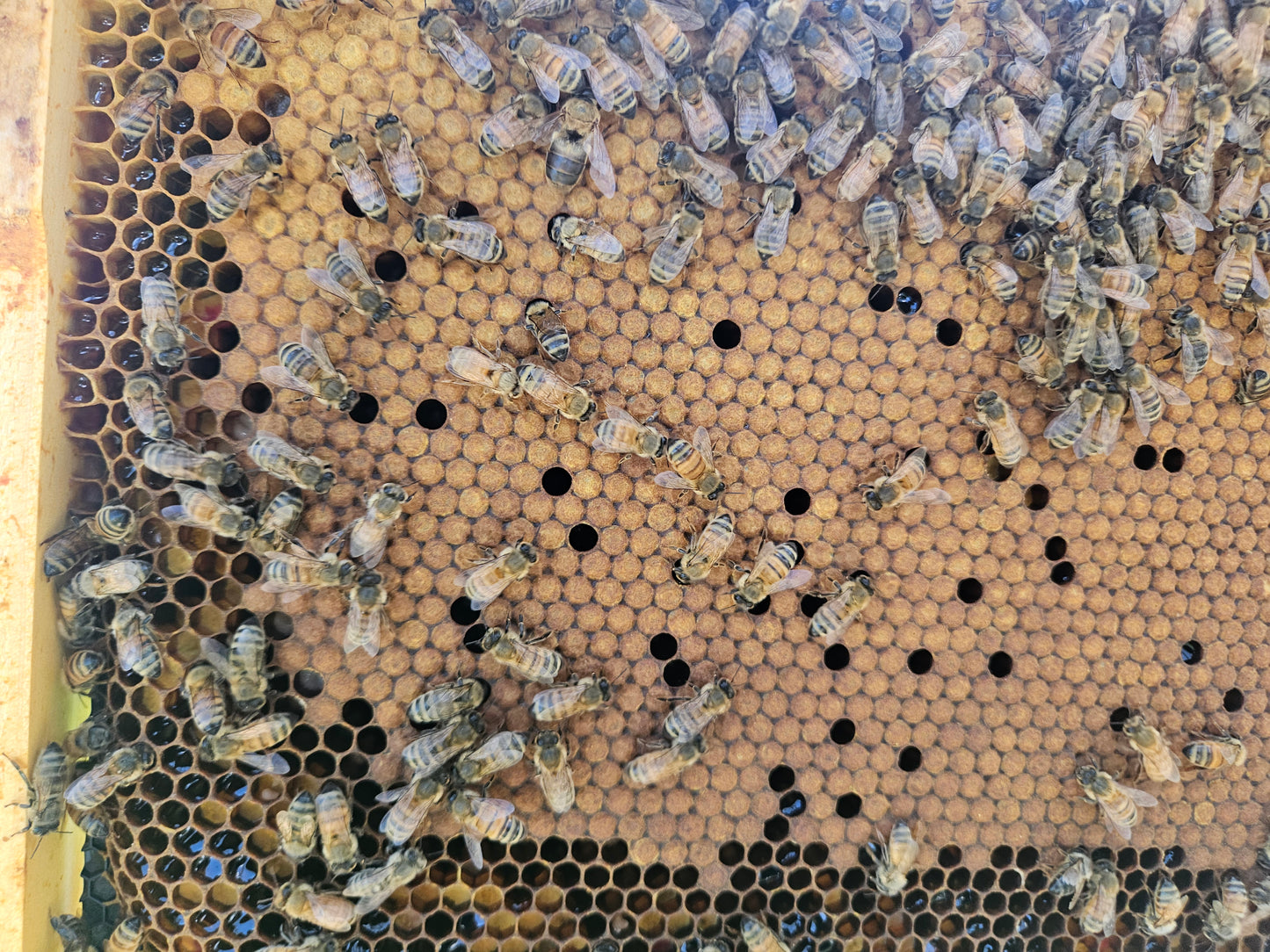 Wildflower Honey