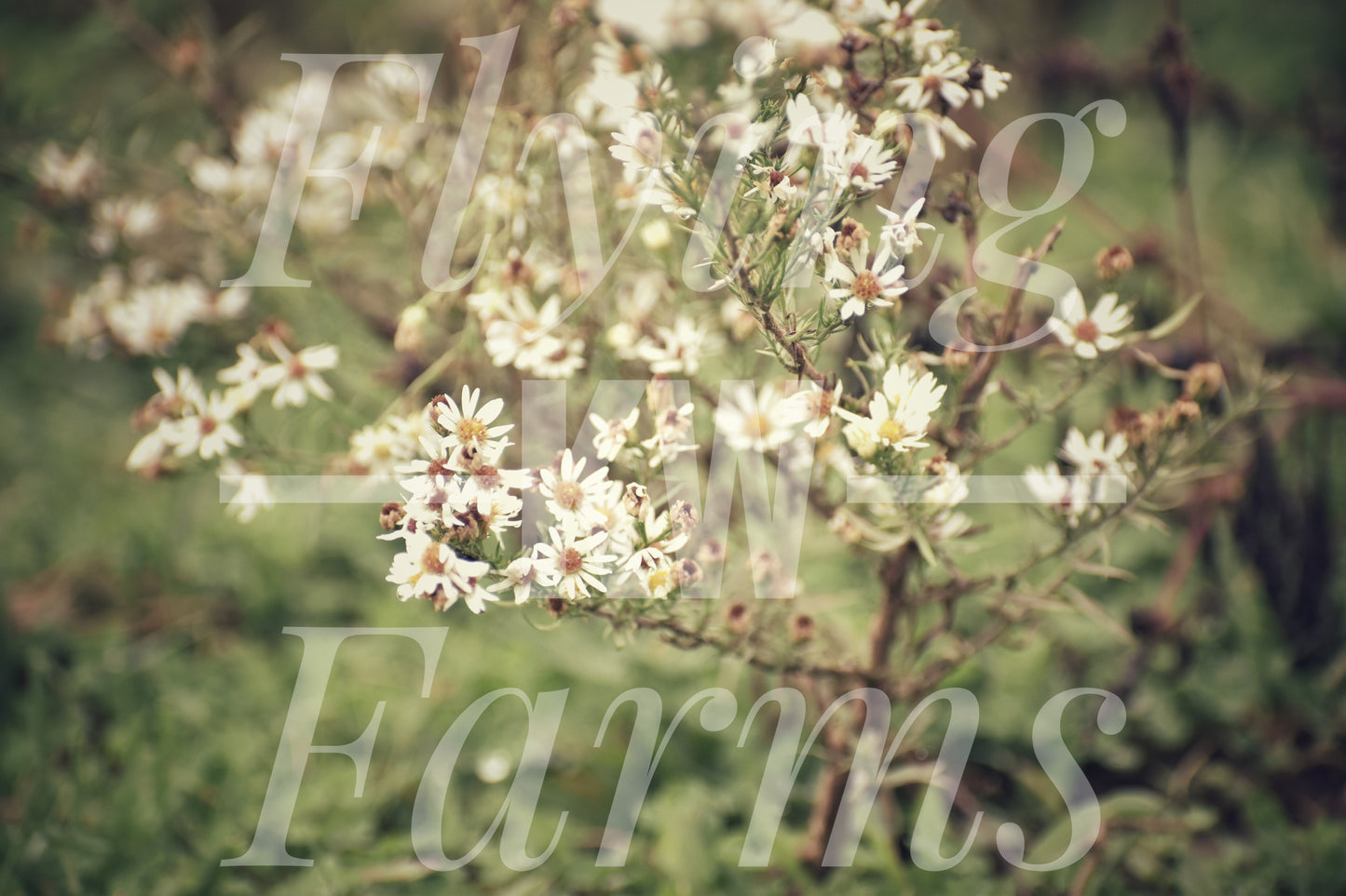 Photo Prints- Farm Scenery