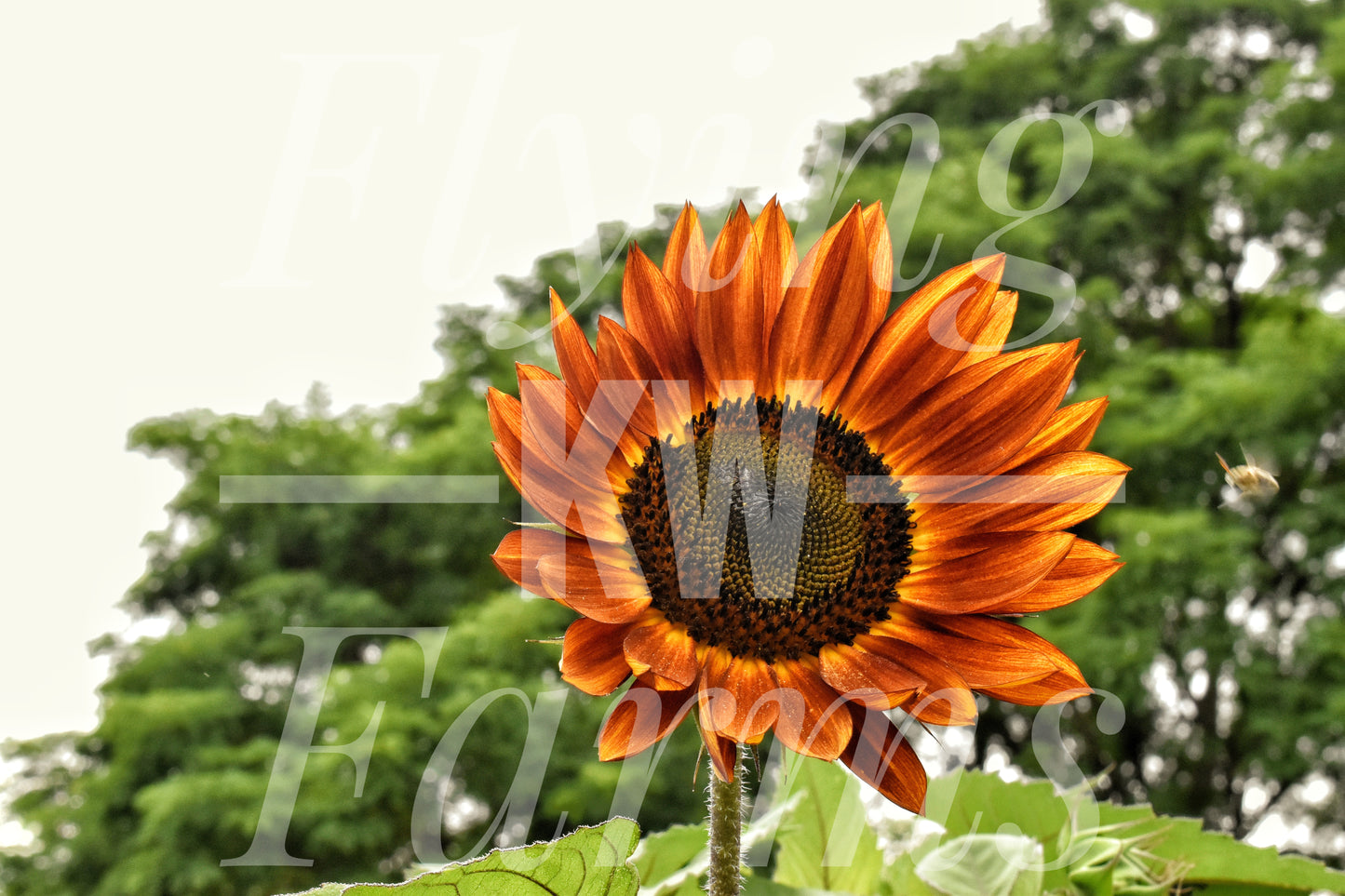 Photo Prints- Garden and Flowers