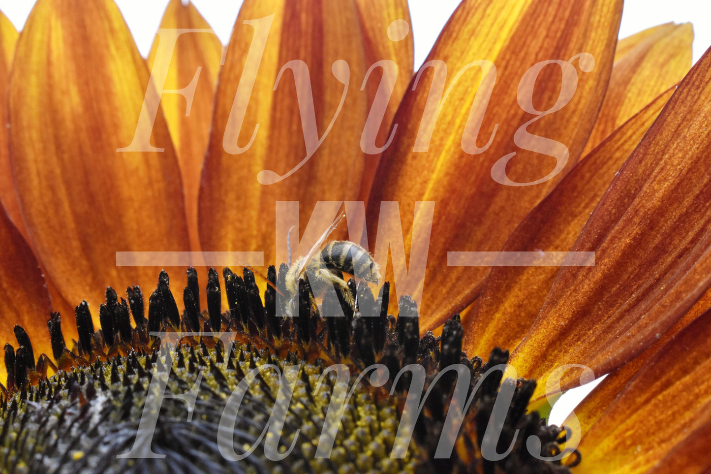 Photo Prints- Bees