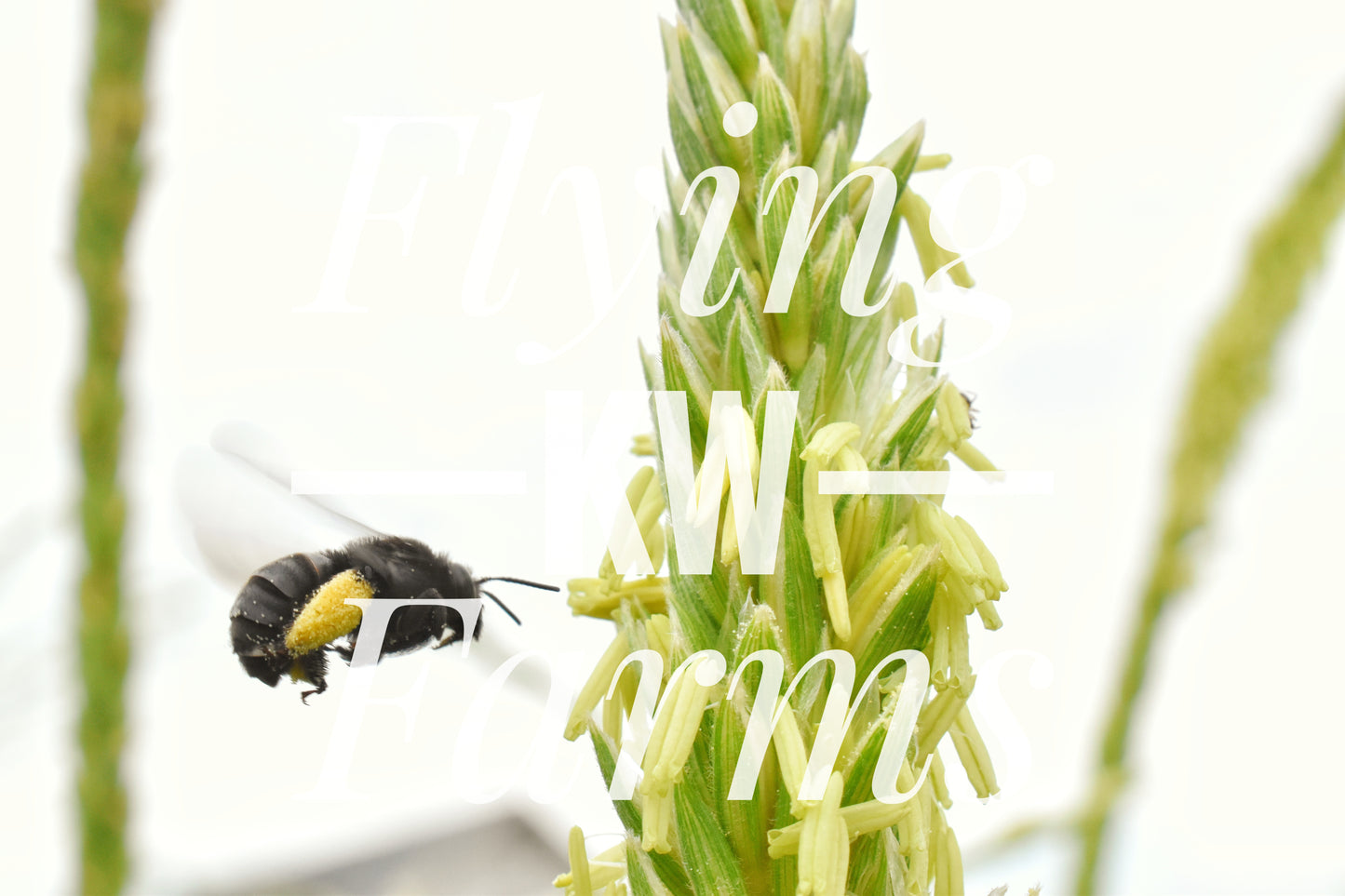 Photo Prints- Bees