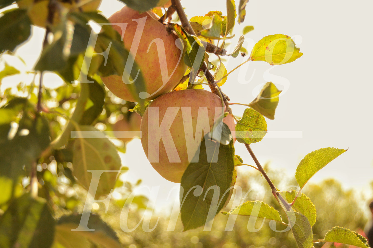 Photo Prints- Garden and Flowers