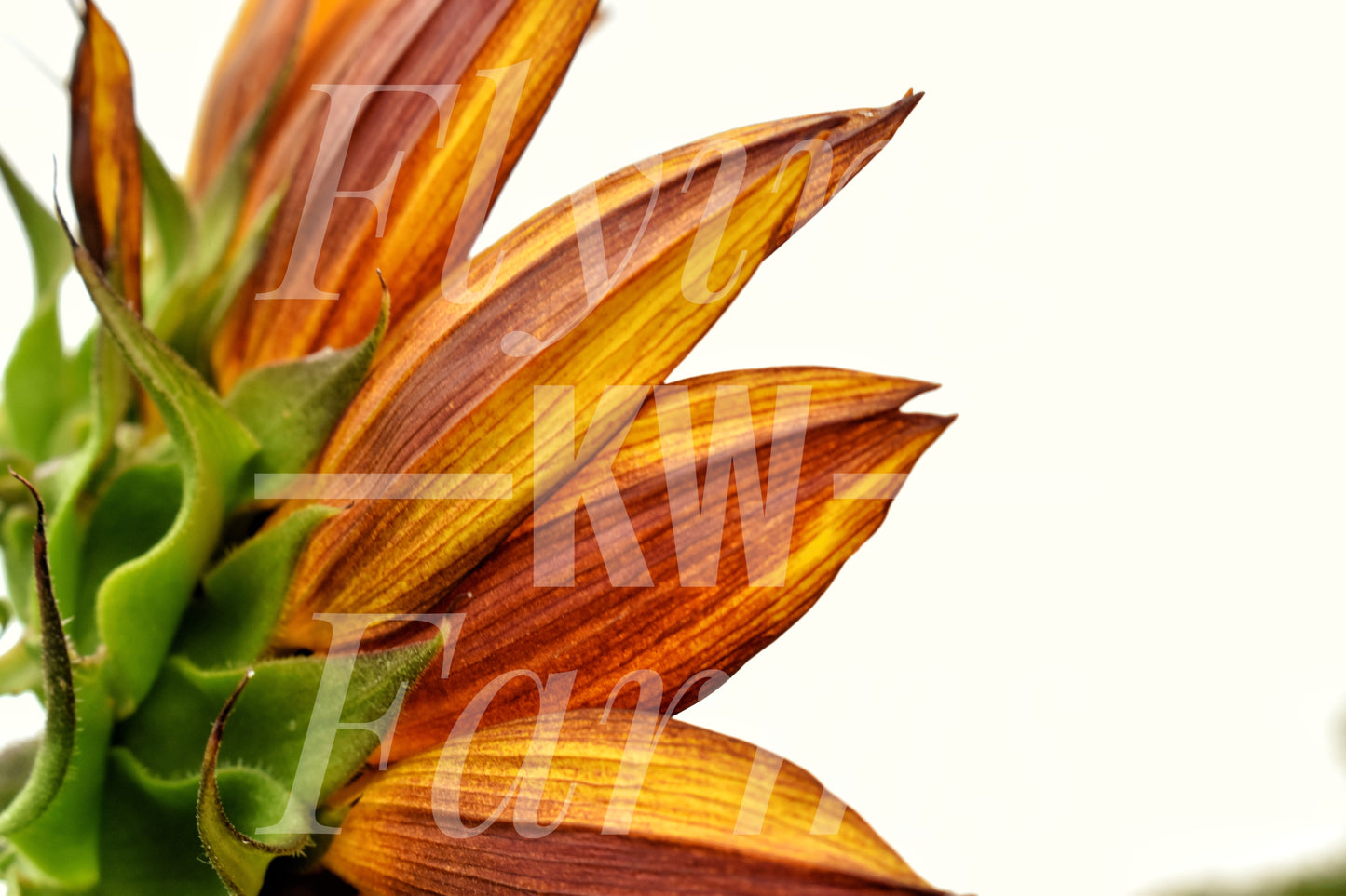 Photo Prints- Garden and Flowers
