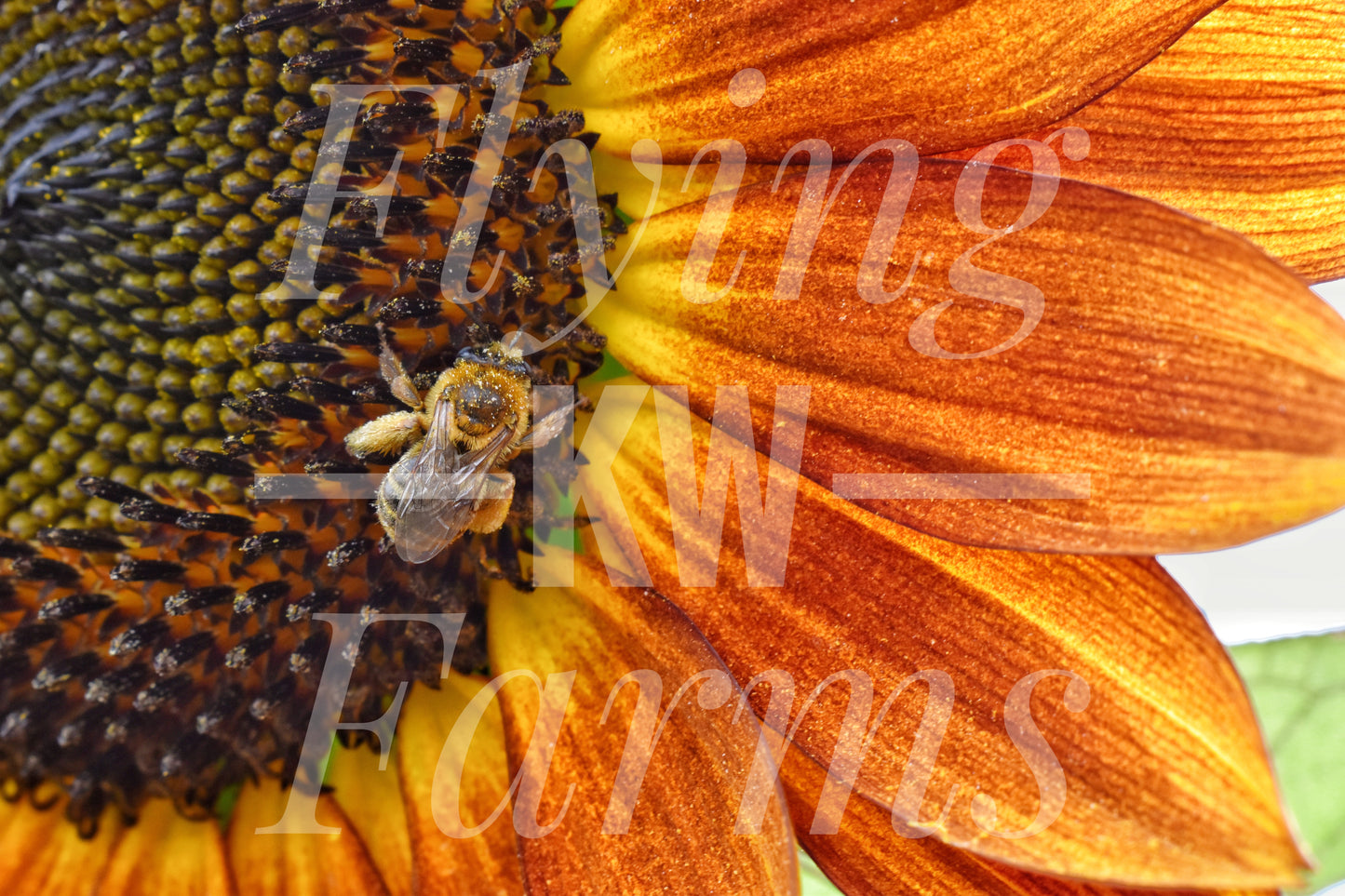 Photo Prints- Bees