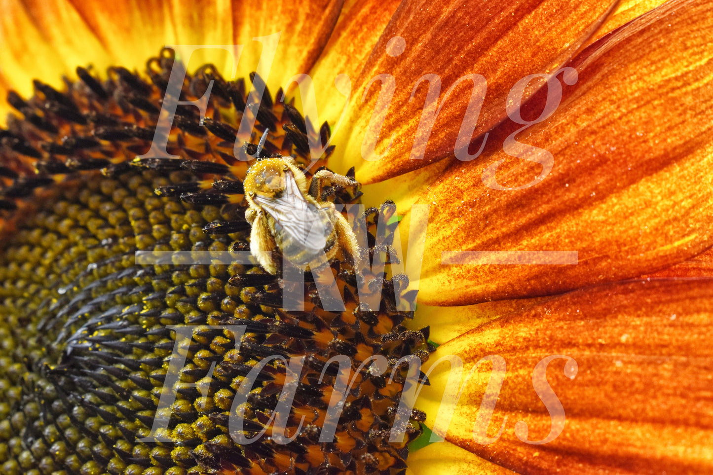 Photo Prints- Bees
