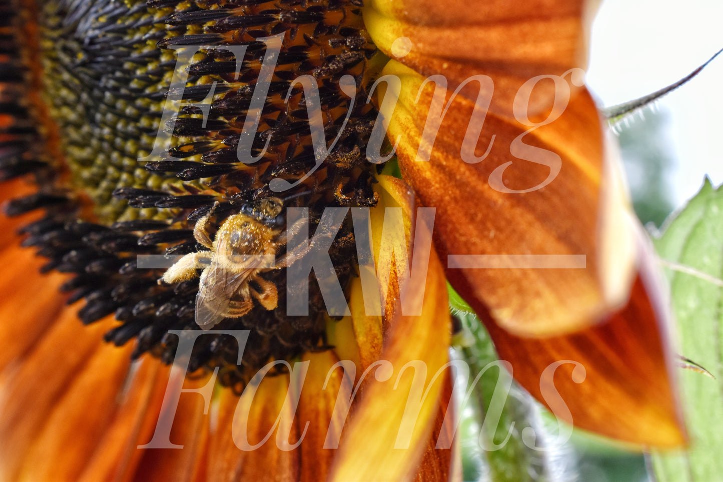 Photo Prints- Bees