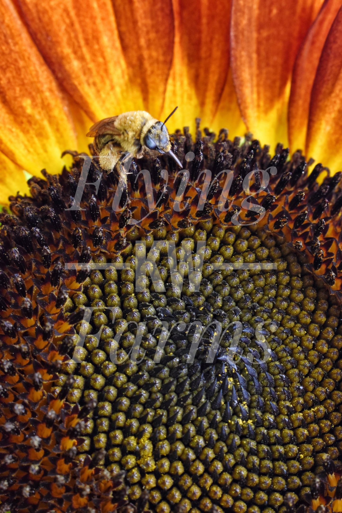 Photo Prints- Bees