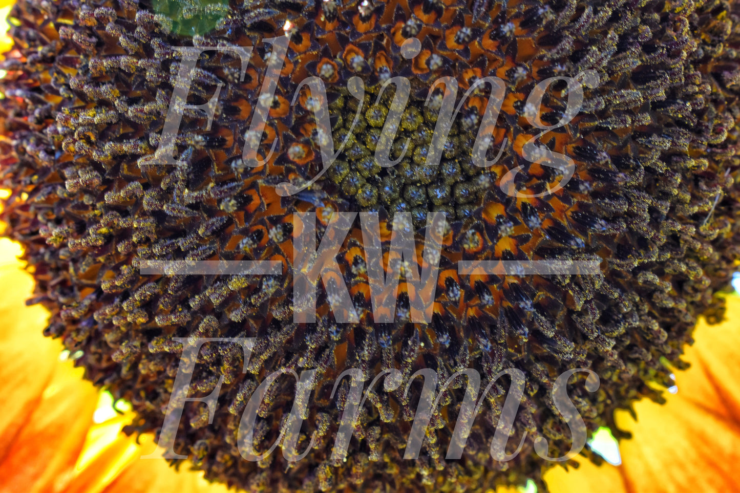 Photo Prints- Garden and Flowers