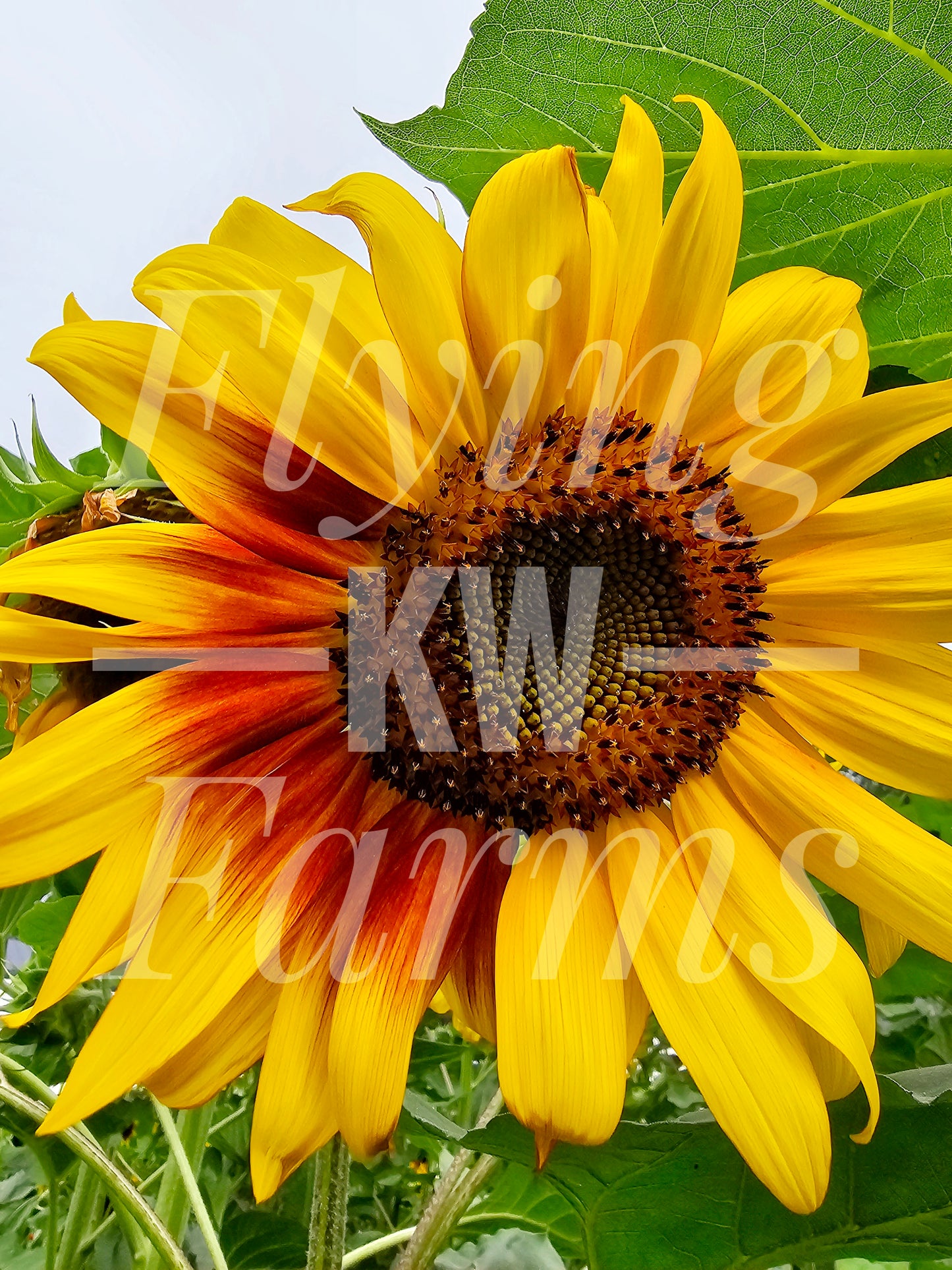 Photo Prints- Garden and Flowers