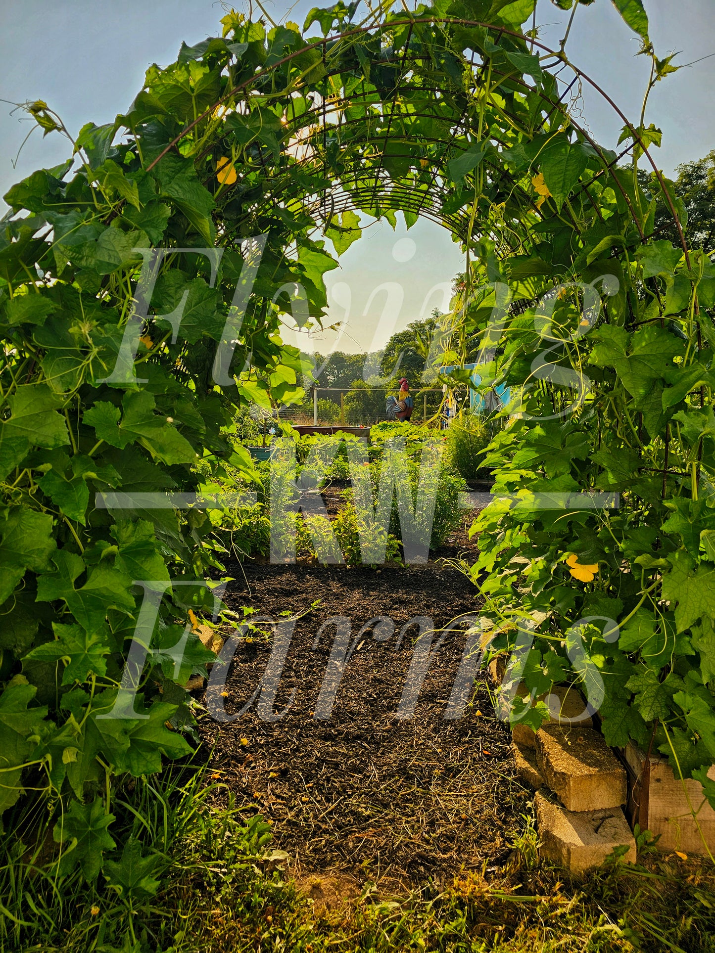 Photo Prints- Garden and Flowers