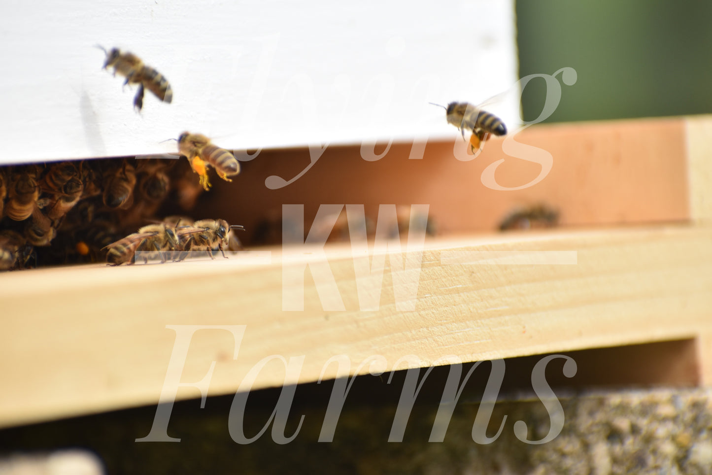 Photo Prints- Bees