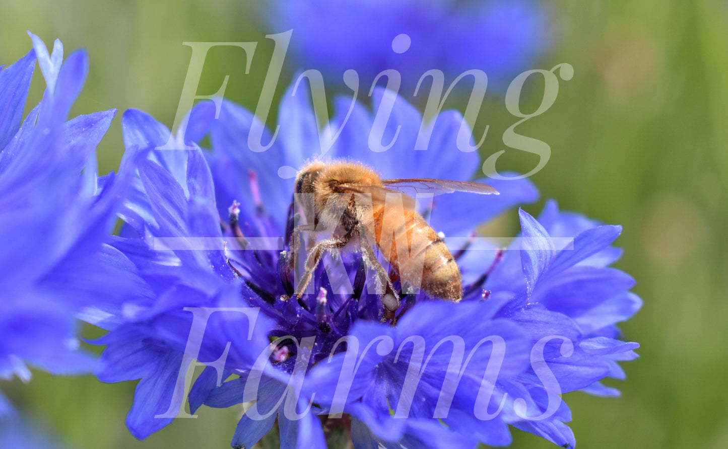 Photo Prints- Bees