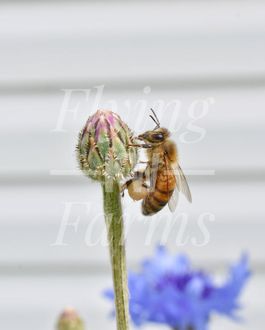 Photo Prints- Bees