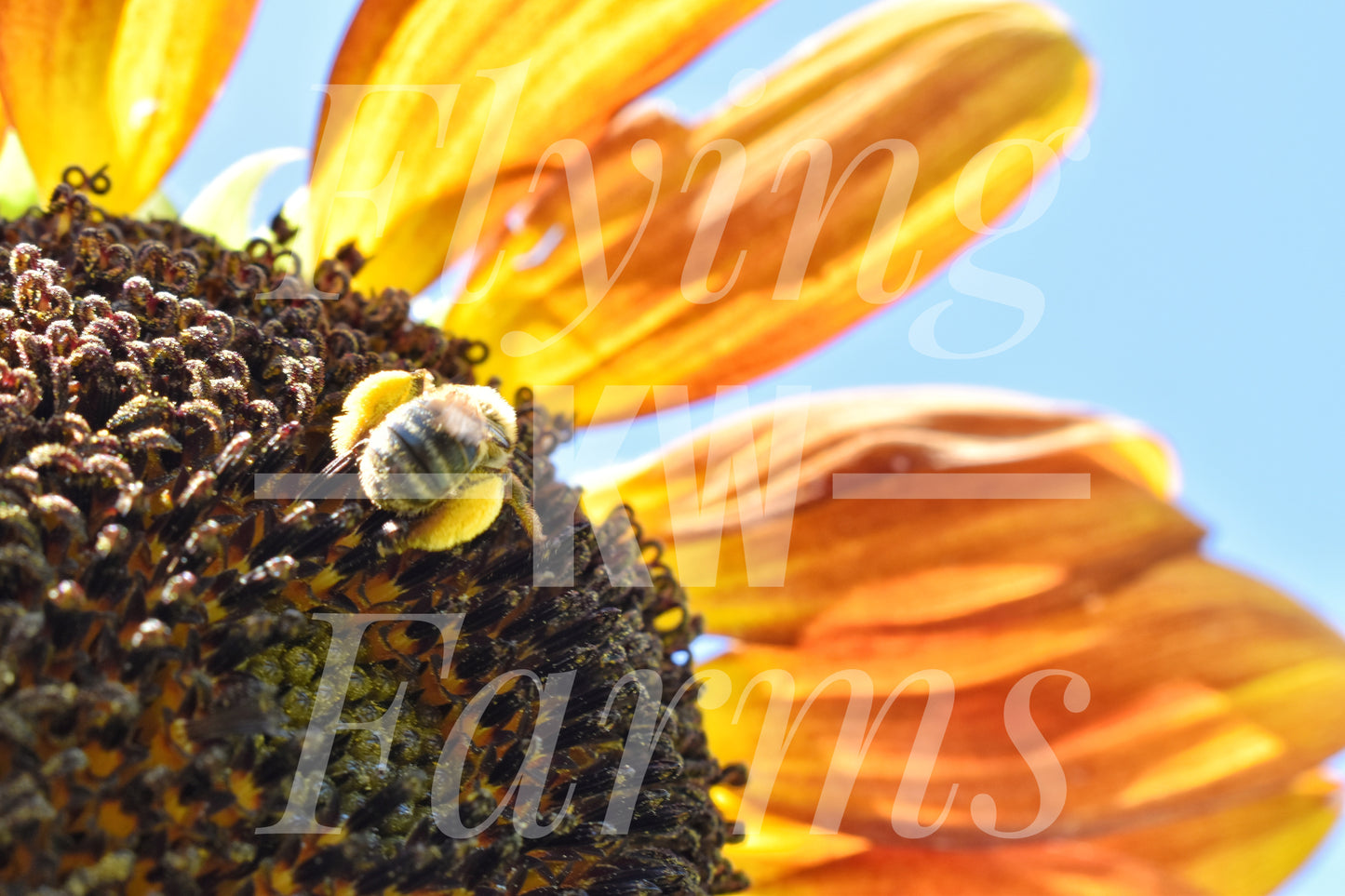 Photo Prints- Bees
