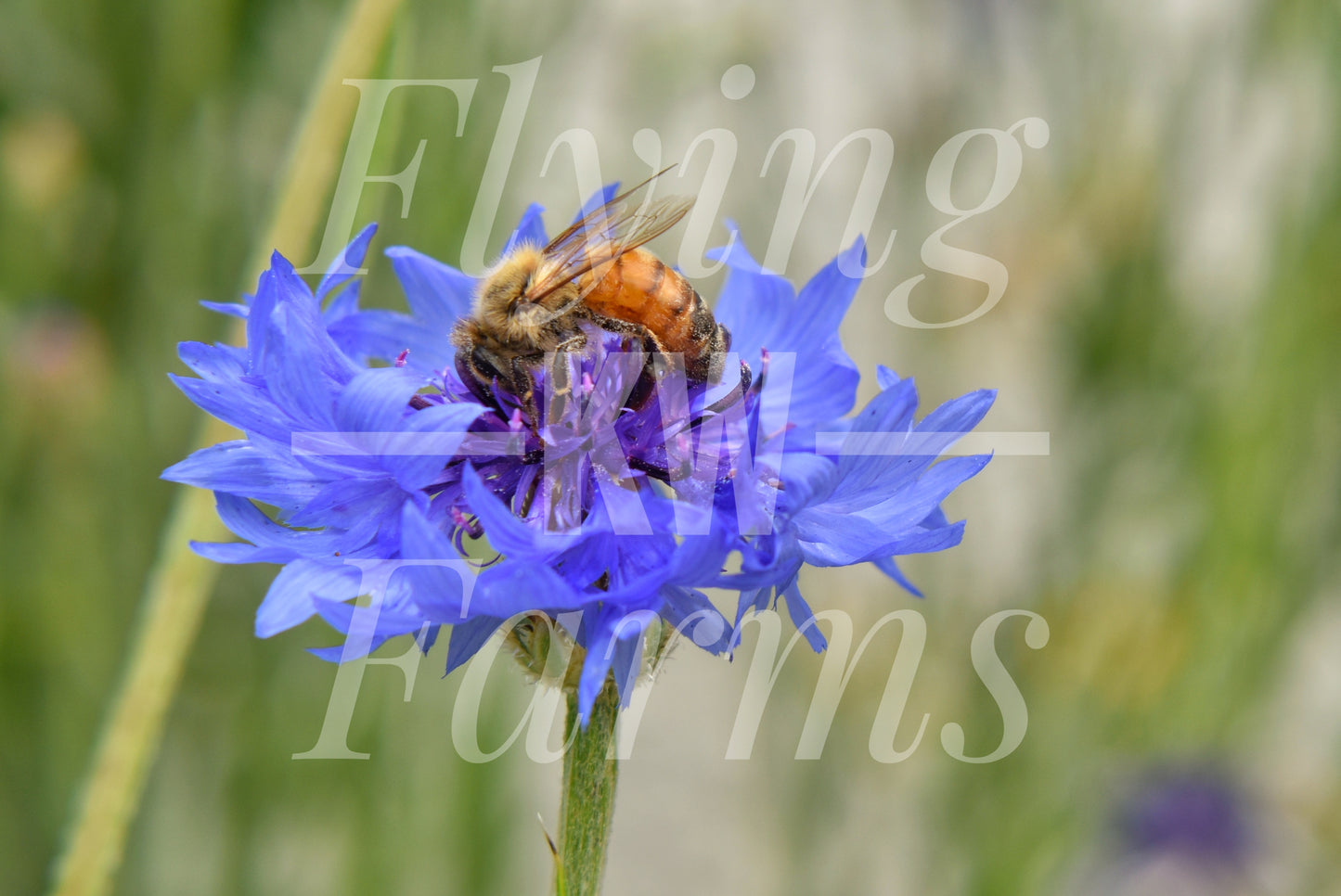 Photo Prints- Bees