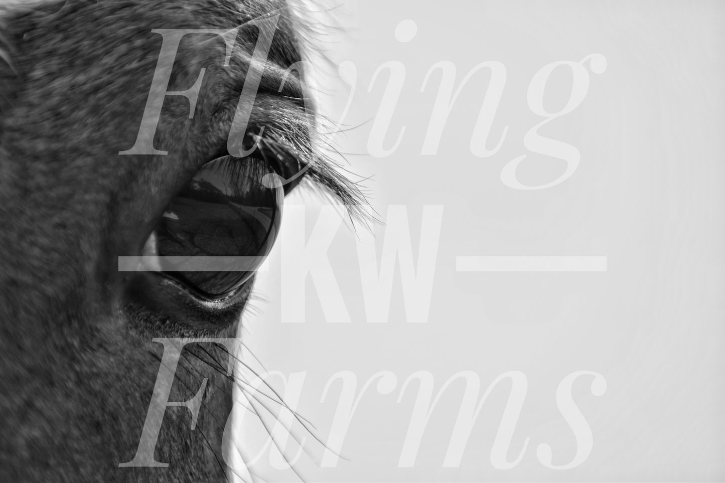 Photo Prints- Horses