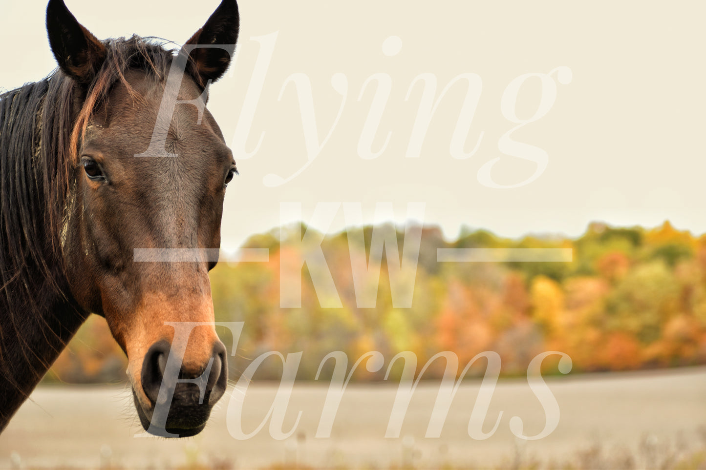 Photo Prints- Horses