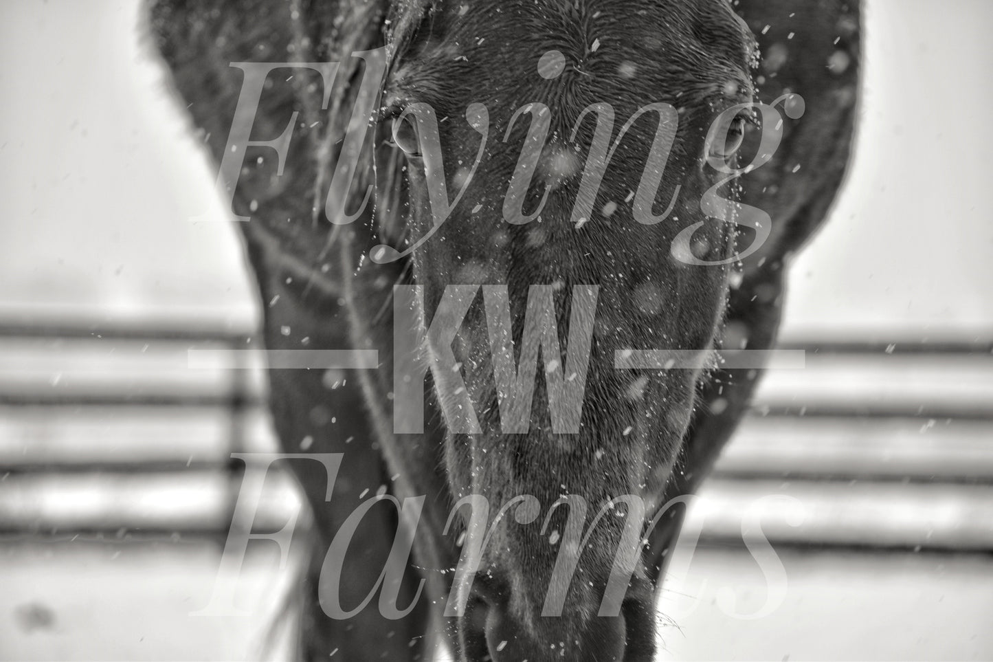 Photo Prints- Horses