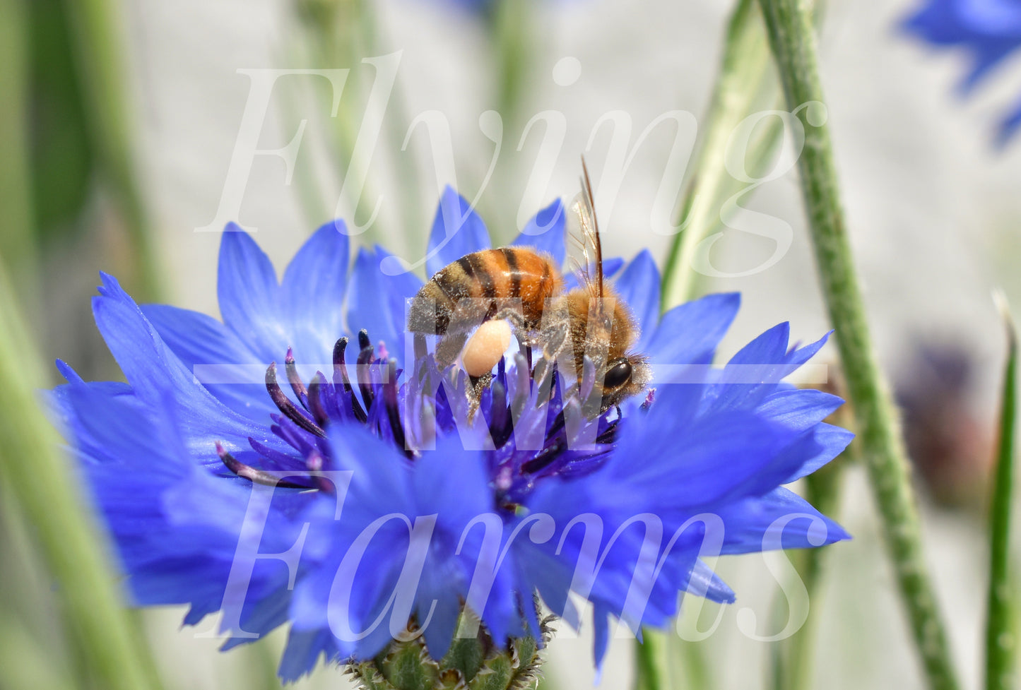 Photo Prints- Bees