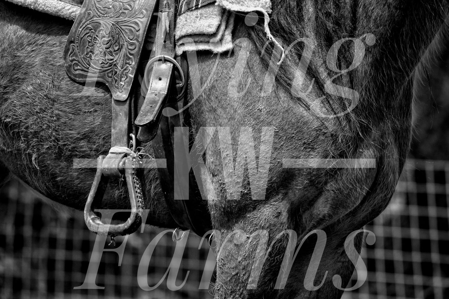 Photo Prints- Horses
