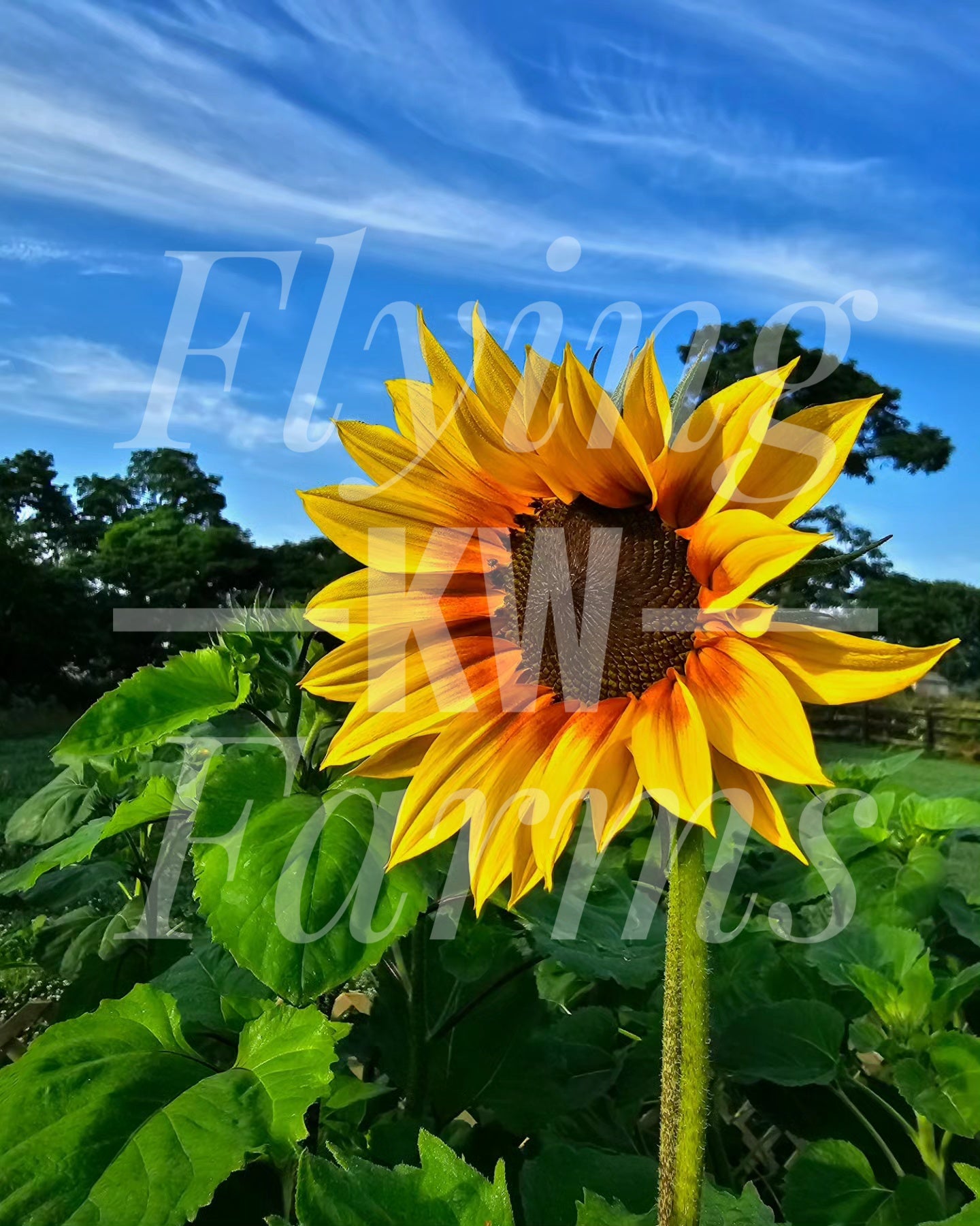 Photo Prints- Garden and Flowers