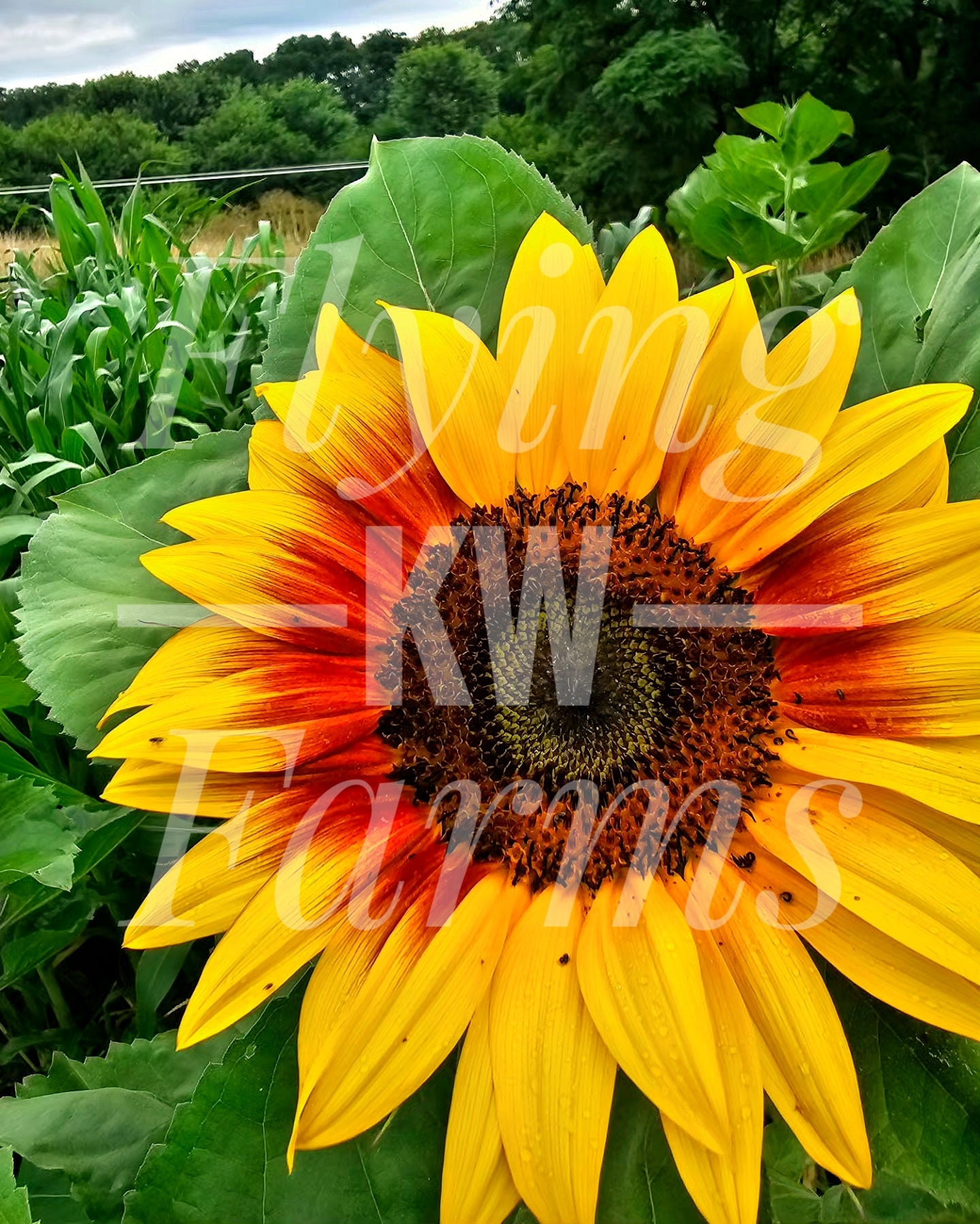 Photo Prints- Garden and Flowers