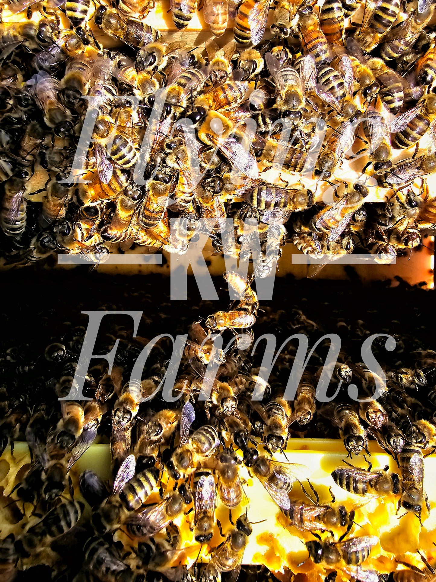 Photo Prints- Bees