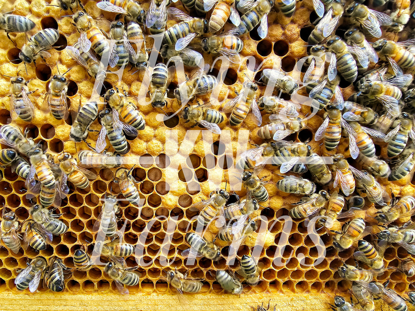 Photo Prints- Bees