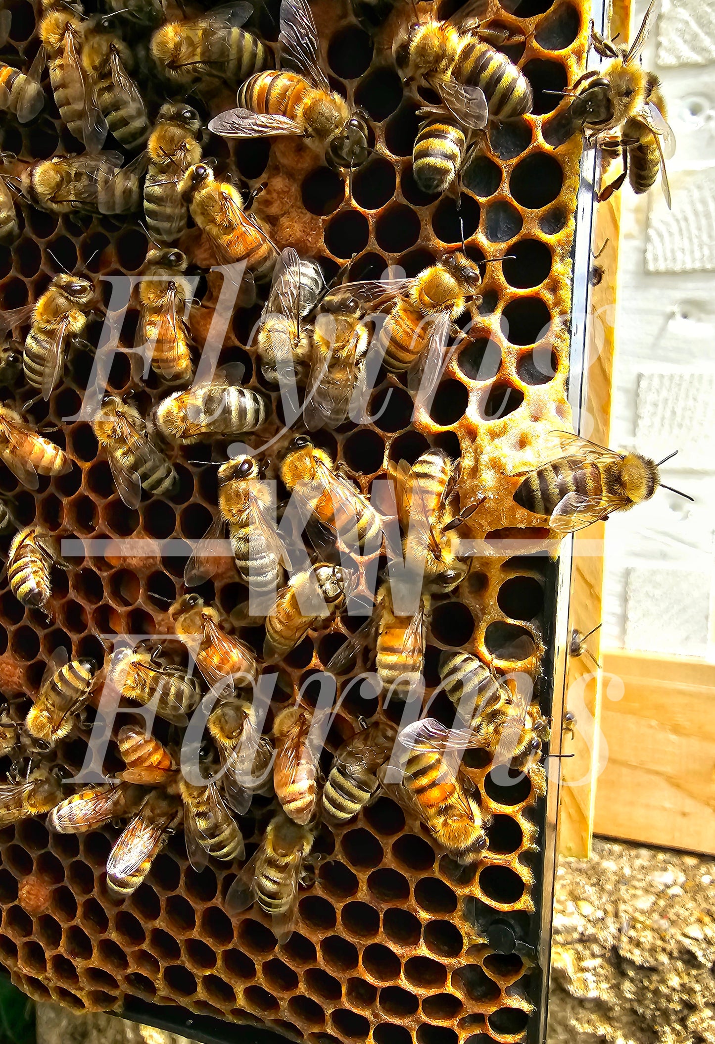Photo Prints- Bees