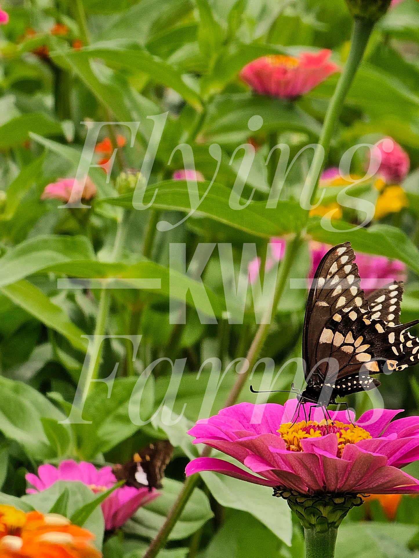 Photo Prints- Garden and Flowers