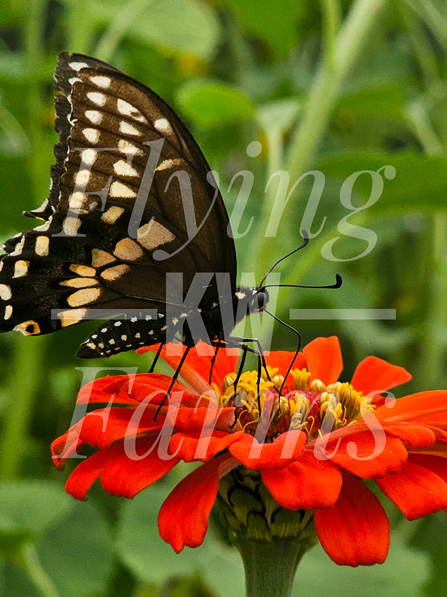 Photo Prints- Garden and Flowers