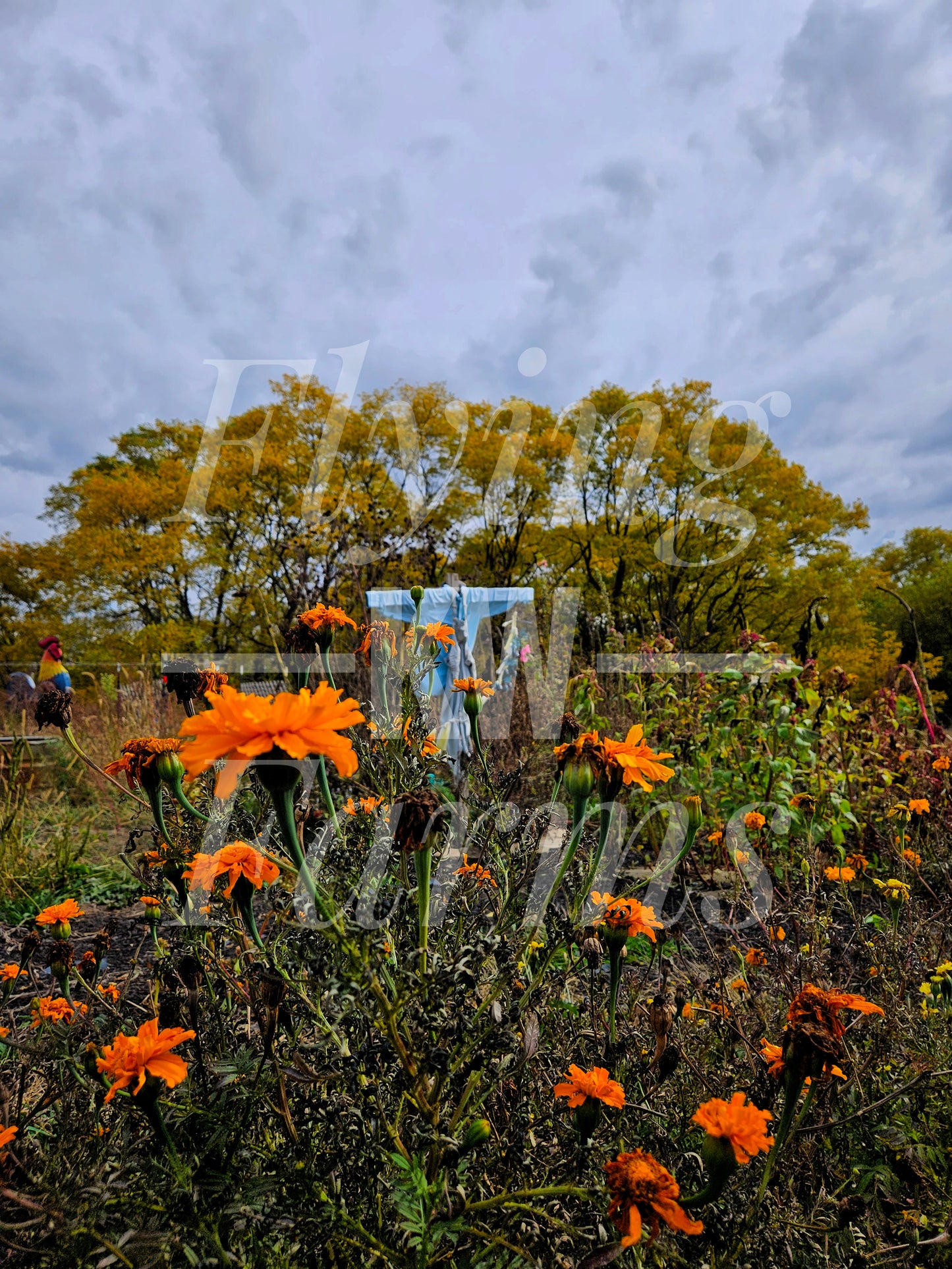 Photo Prints- Garden and Flowers