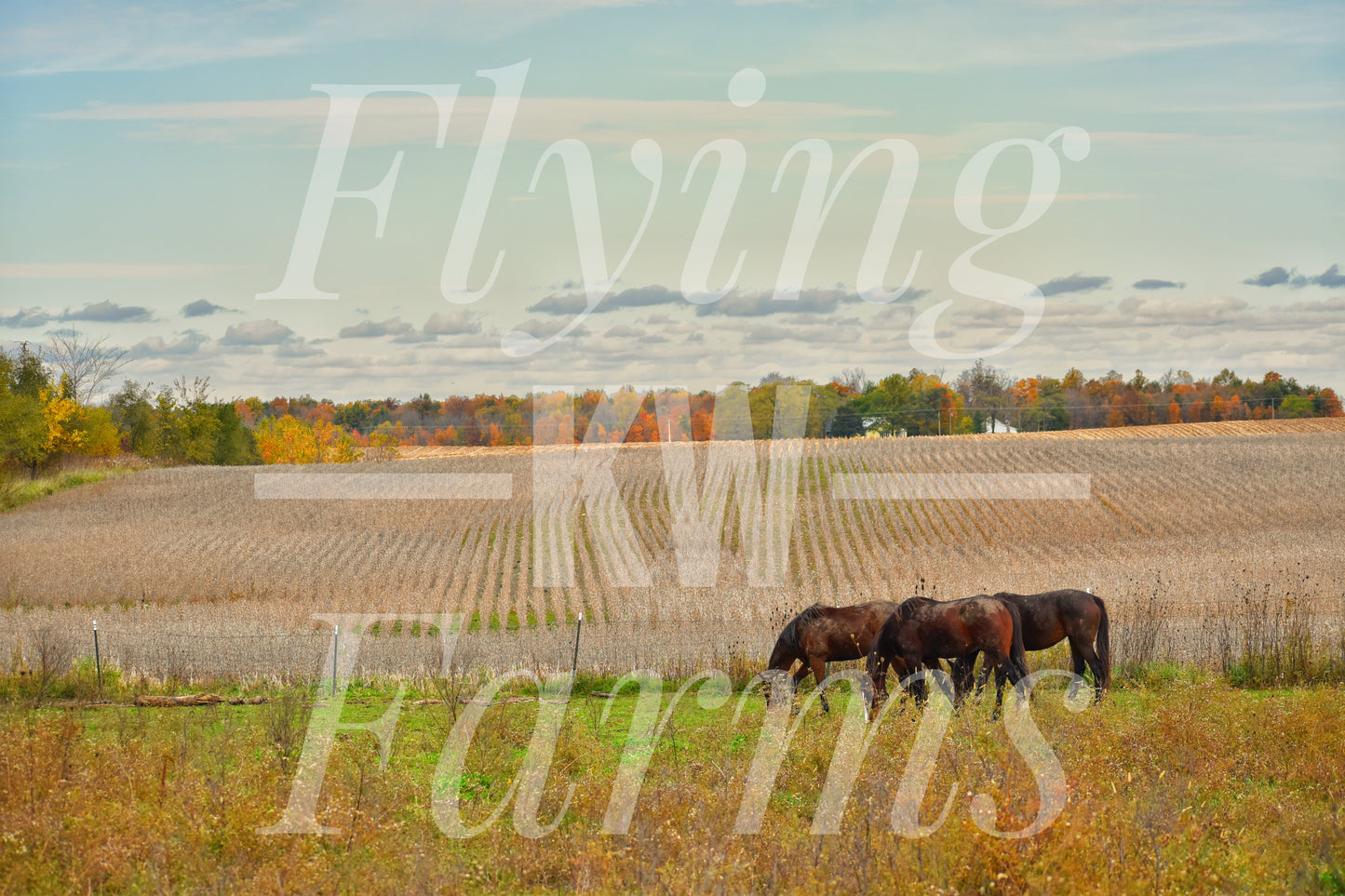 Photo Prints- Horses