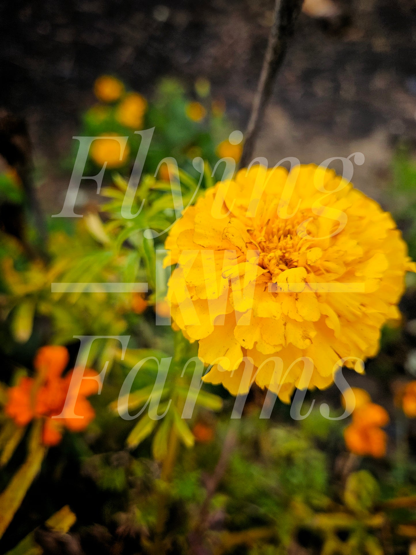 Photo Prints- Garden and Flowers