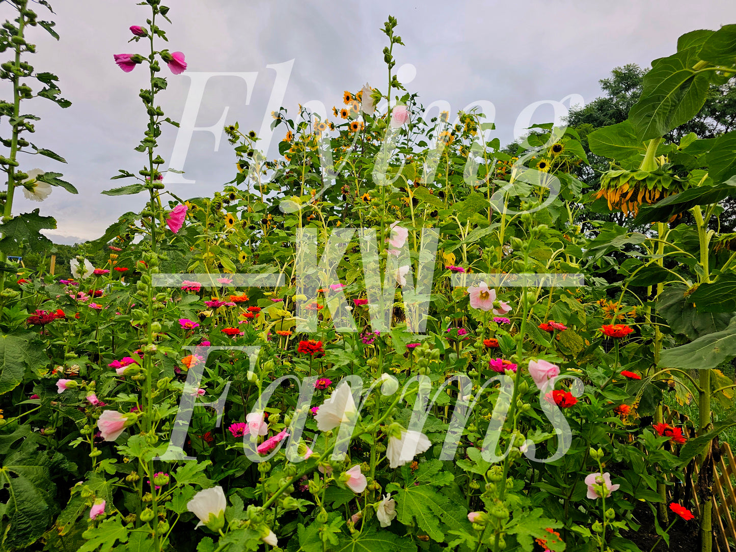 Photo Prints- Garden and Flowers