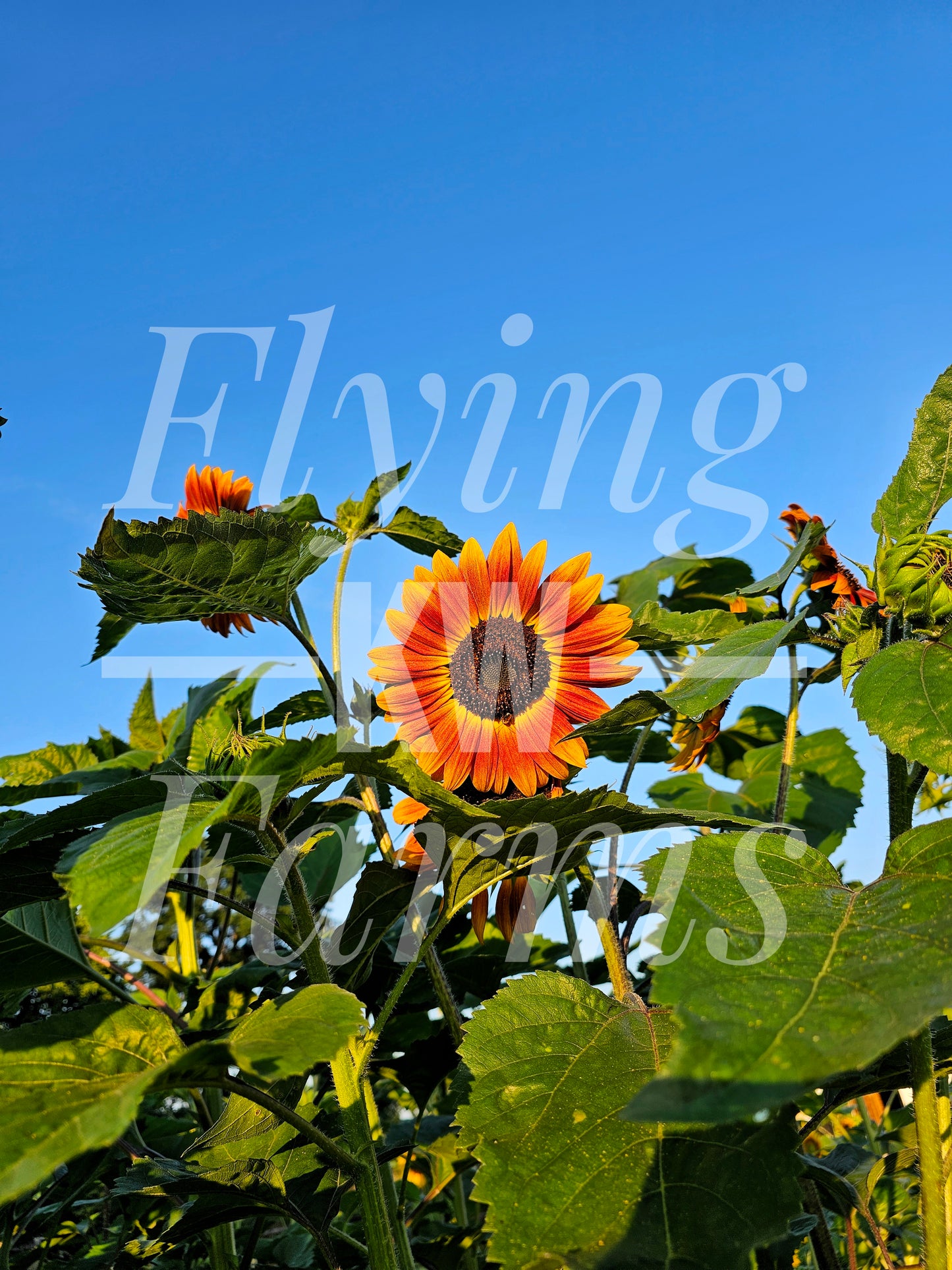 Photo Prints- Garden and Flowers