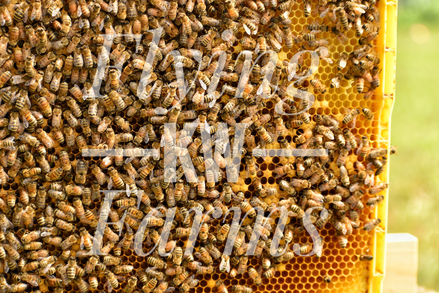 Photo Prints- Bees