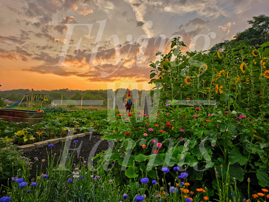 Photo Prints- Garden and Flowers