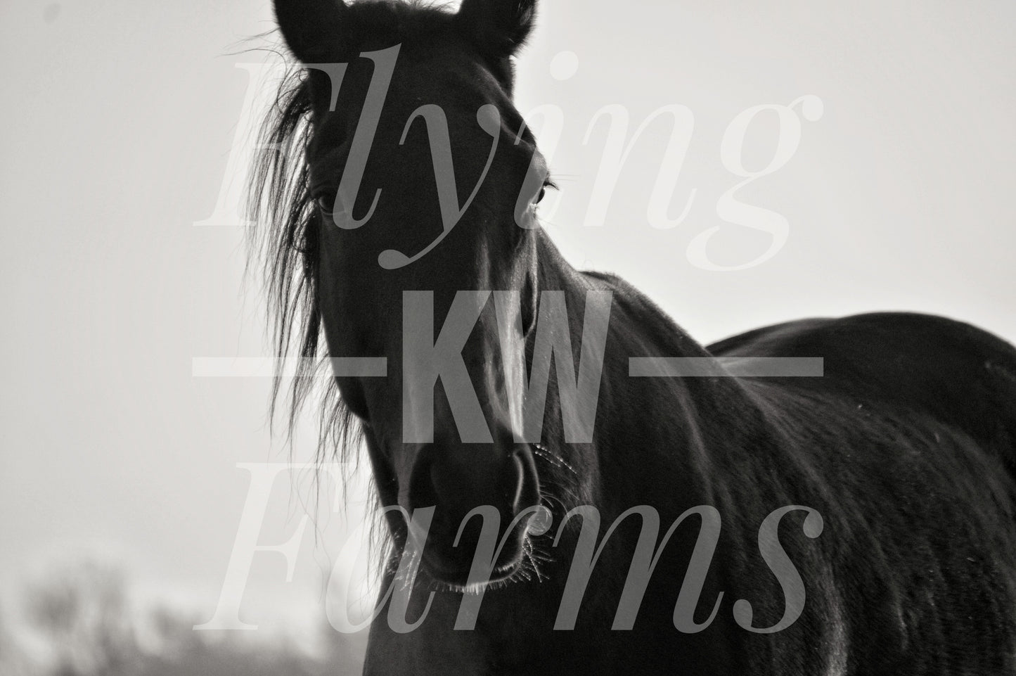 Photo Prints- Horses
