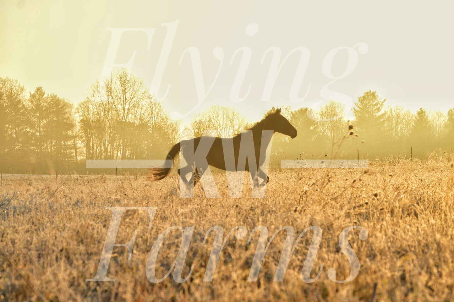 Photo Prints- Horses