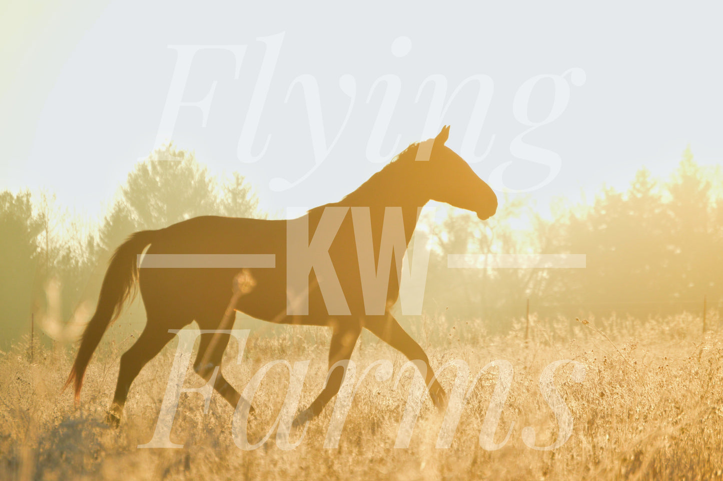 Photo Prints- Horses