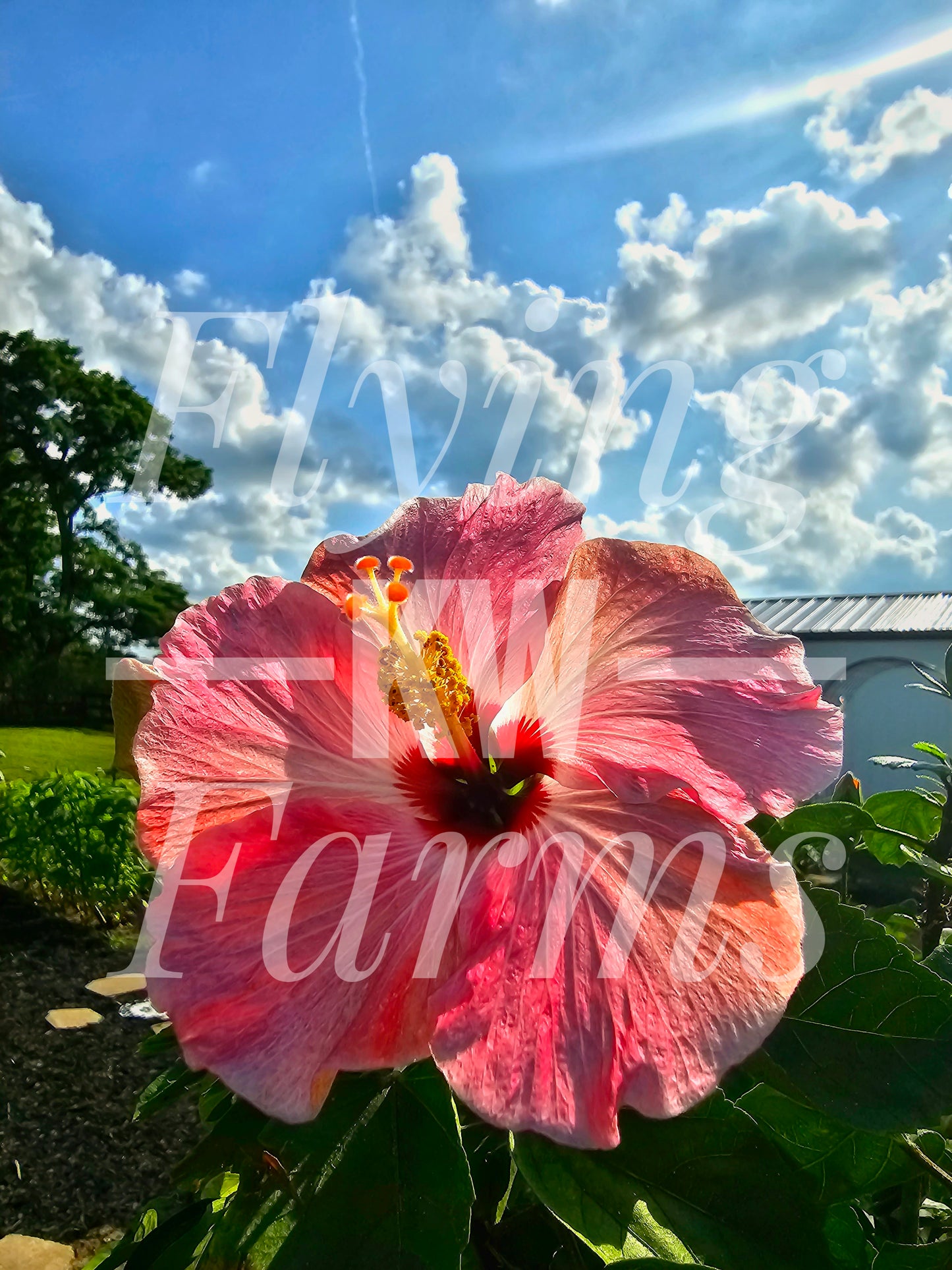 Photo Prints- Garden and Flowers