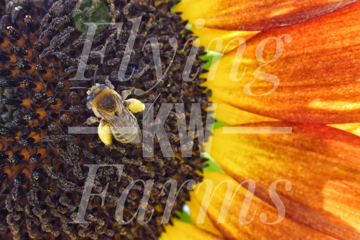 Photo Prints- Bees