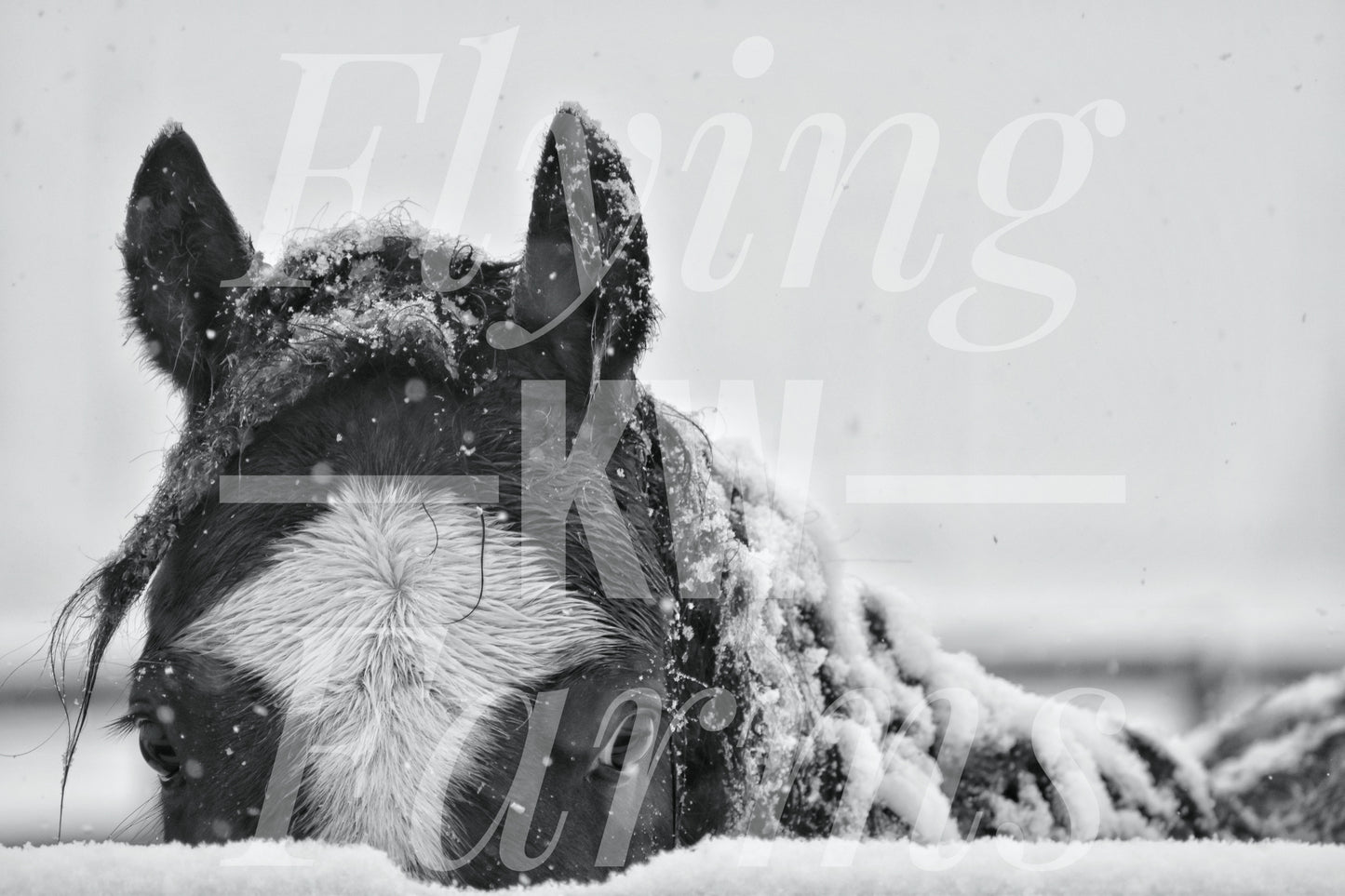 Photo Prints- Horses