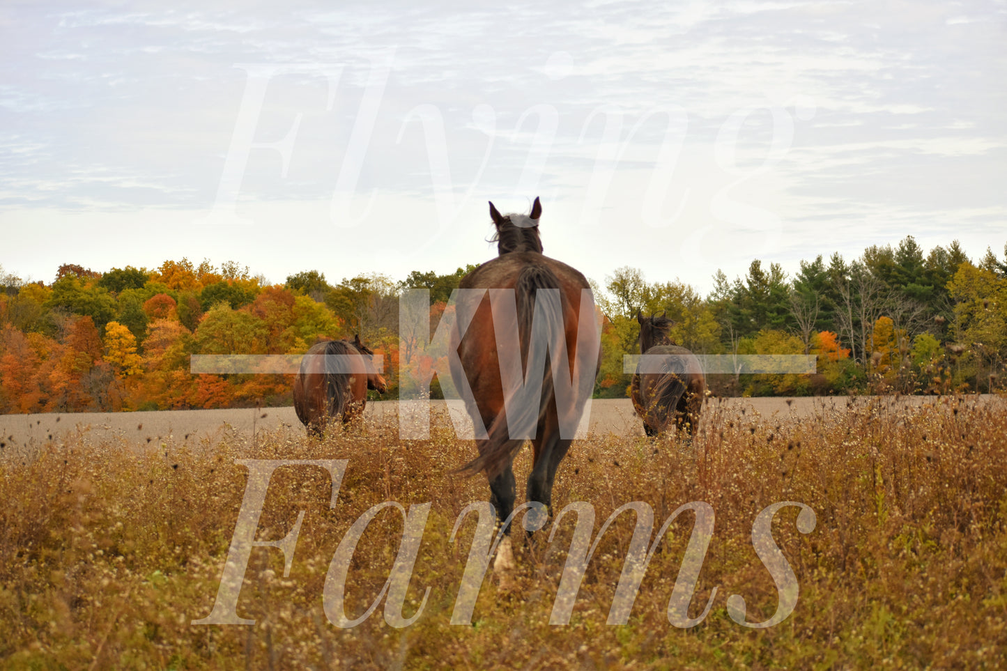 Photo Prints- Horses