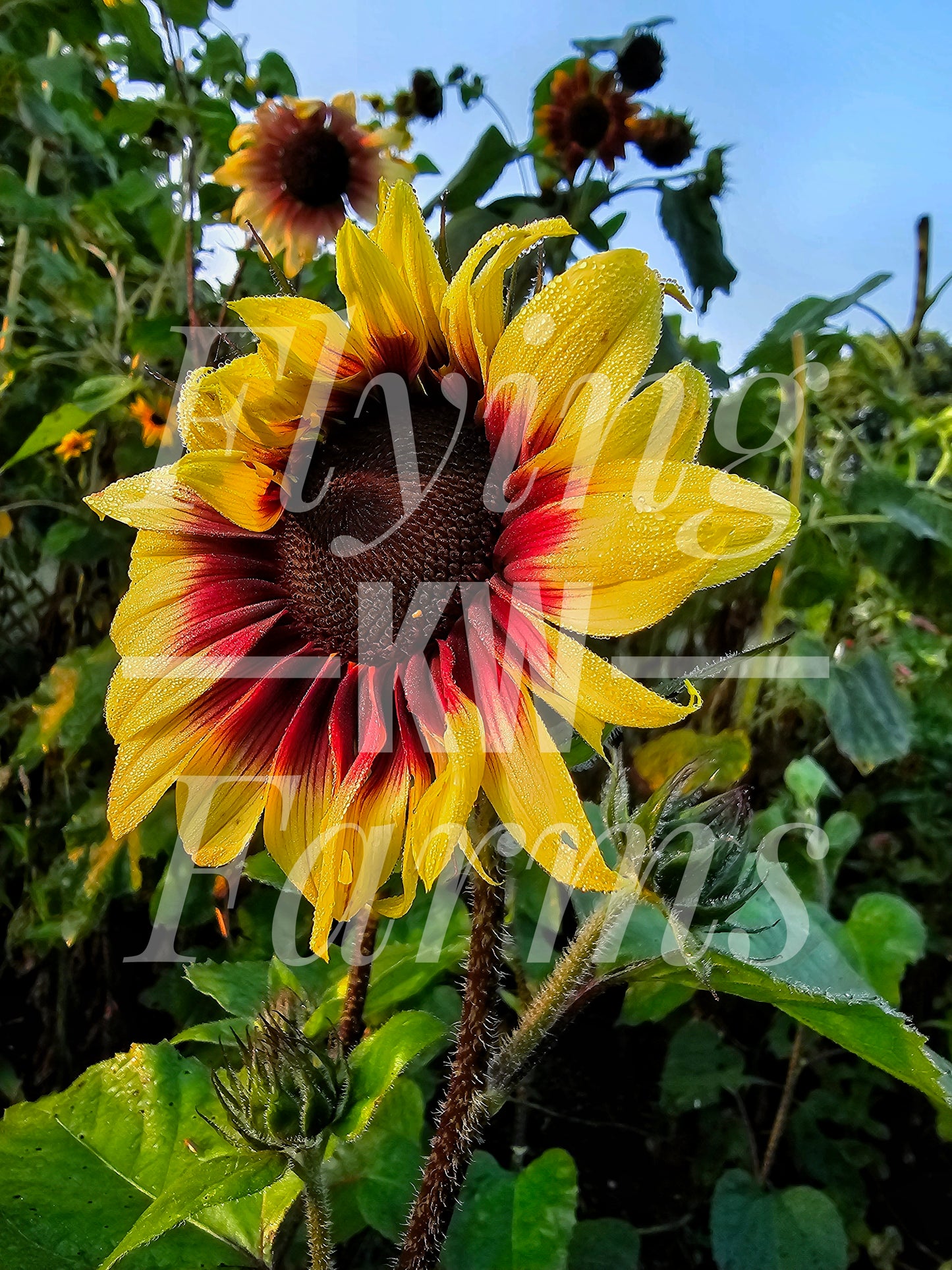 Photo Prints- Garden and Flowers
