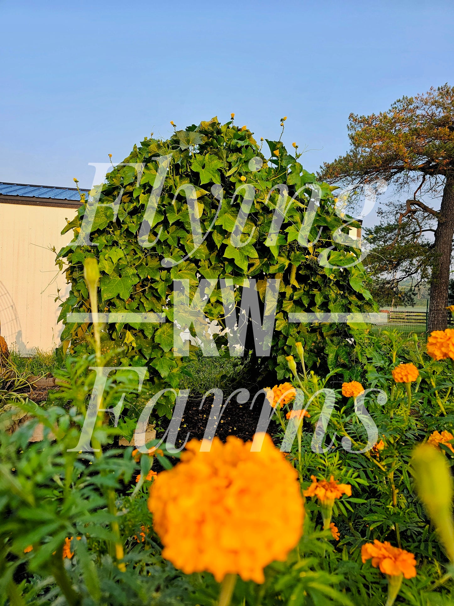 Photo Prints- Garden and Flowers