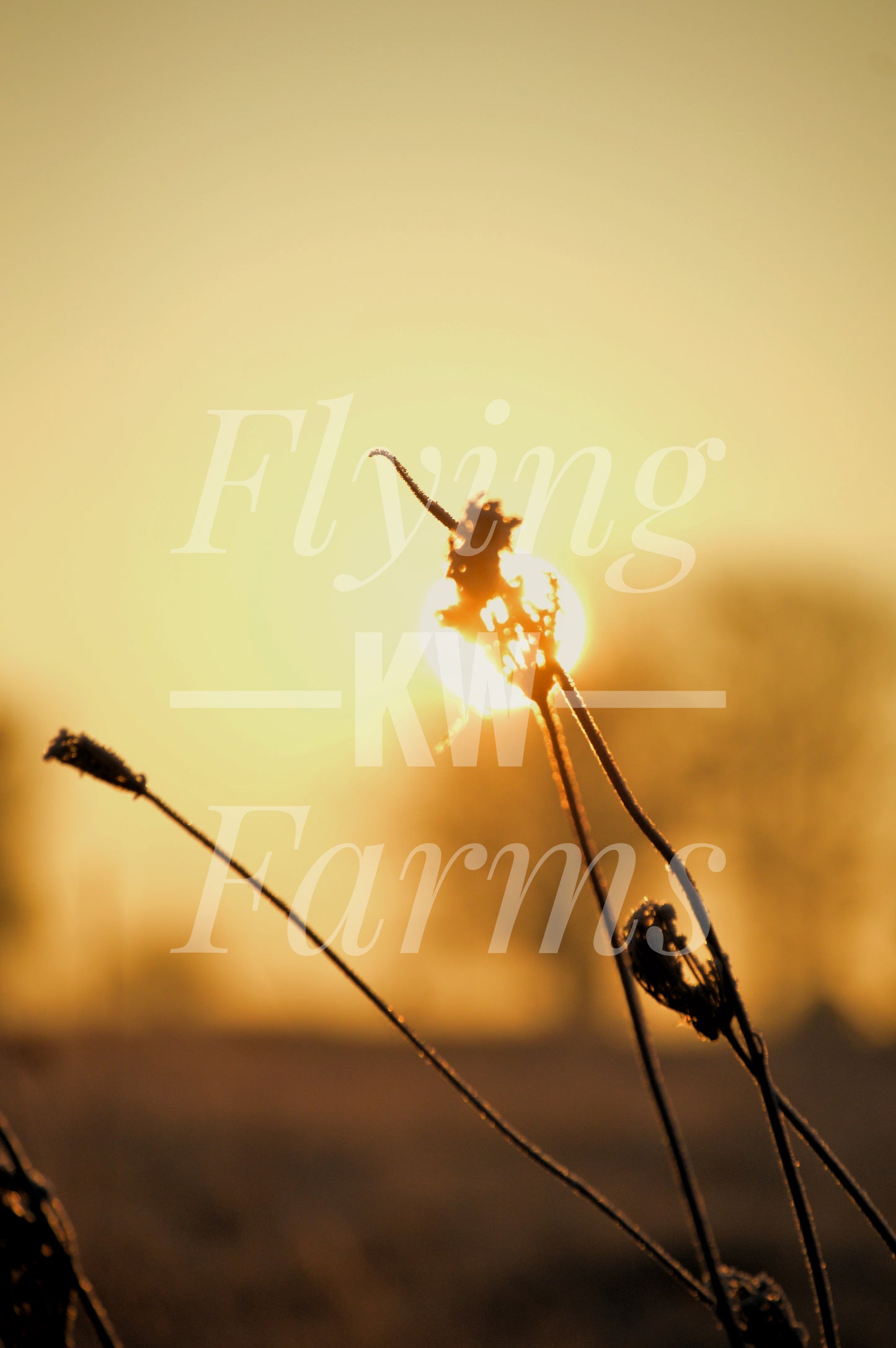 Photo Prints- Farm Scenery
